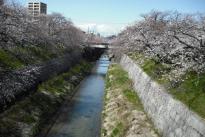 お花見